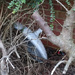 Strange things you see in a bush! by bigmxx
