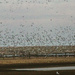 Murmuration by megpicatilly