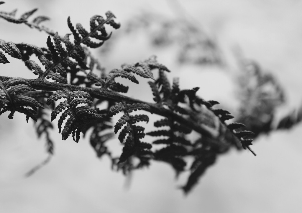 Dried fern  by Dawn