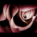 Day 167:  Rose from My Valentine by sheilalorson