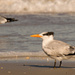 Seagulls on the Beach! by rickster549