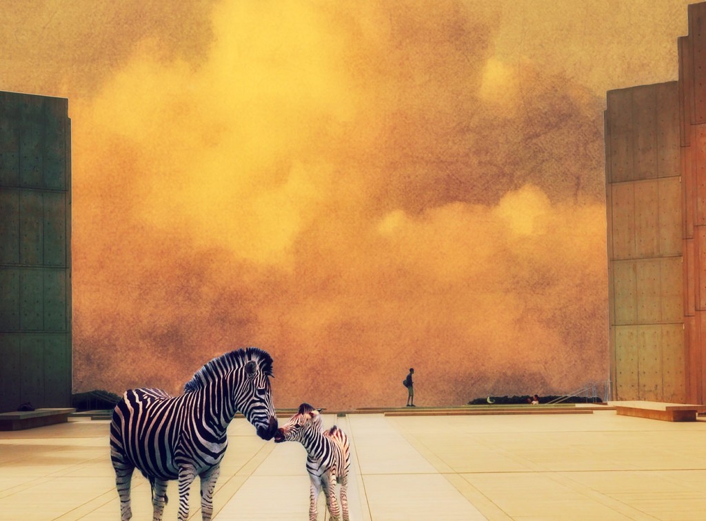 Zebras Visit The Salk Institute by joysfocus