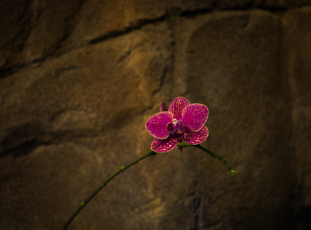 Orchid and Stone by khrunner