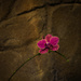 Orchid and Stone by khrunner