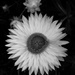Flower by alia_801