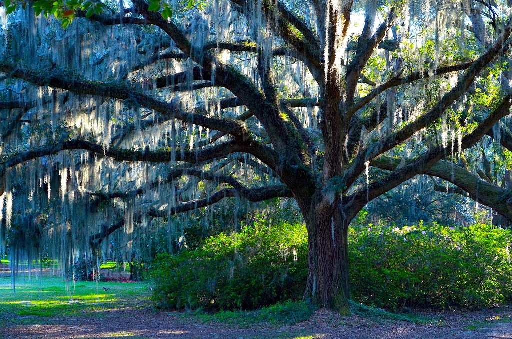 Live oak and Spanish moss, Charleston, SC by congaree