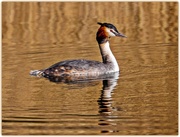 15th Feb 2017 - Great-Crested Grebe