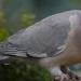 Pigeon by tonygig