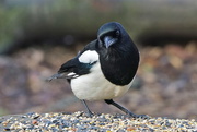 15th Feb 2017 - FEAST FOR A MAGPIE
