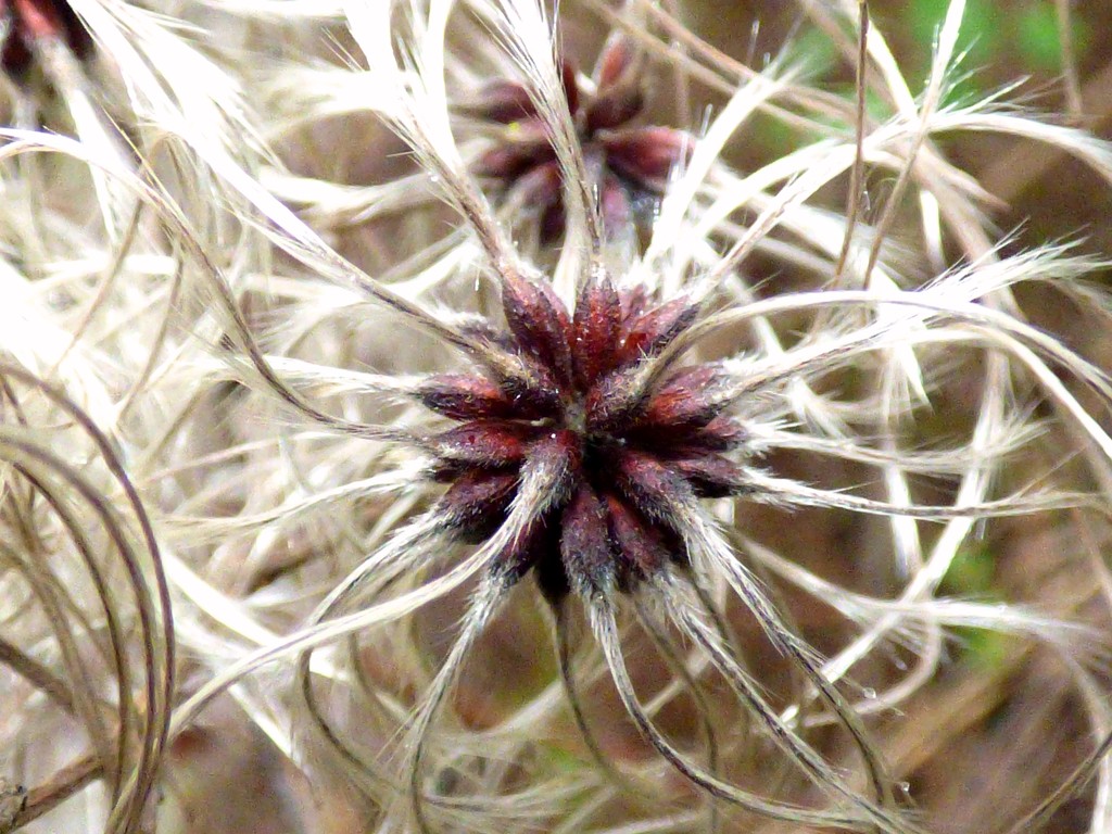 Wild clematis seedheads by julienne1
