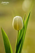 15th Feb 2017 - White tulip