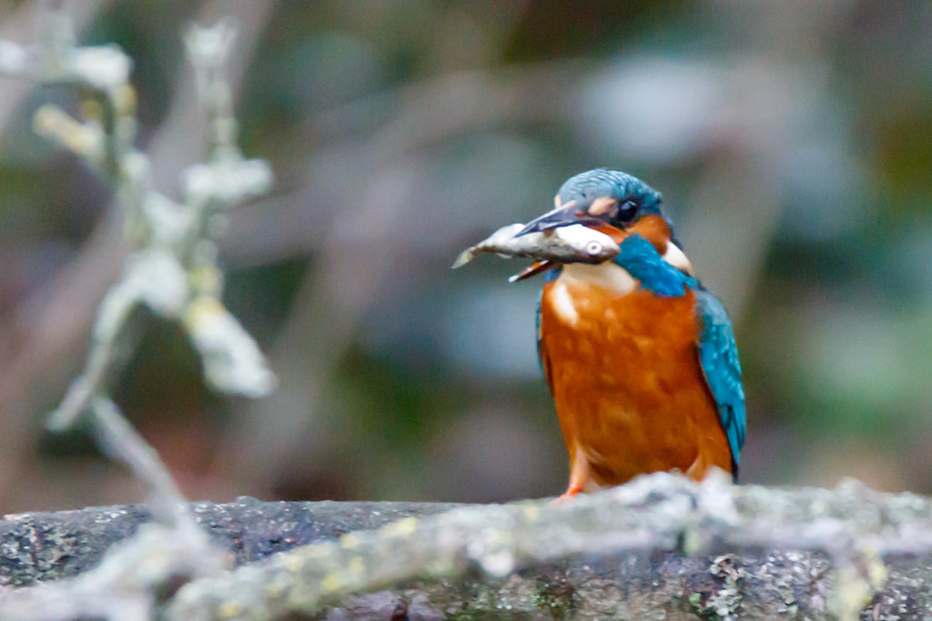 Kingfisher with large catch or 3 P's by padlock
