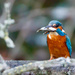 Kingfisher with large catch or 3 P's by padlock