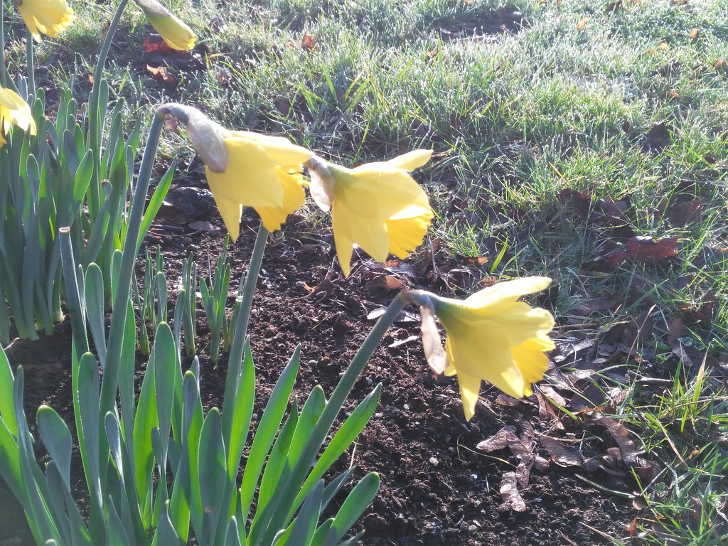 Daffodils by jmdspeedy