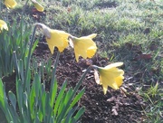 15th Feb 2017 - Daffodils