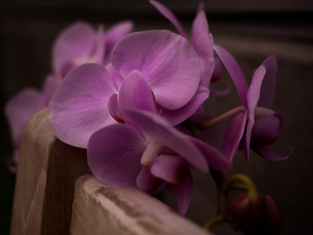 Orchids and bench by khrunner
