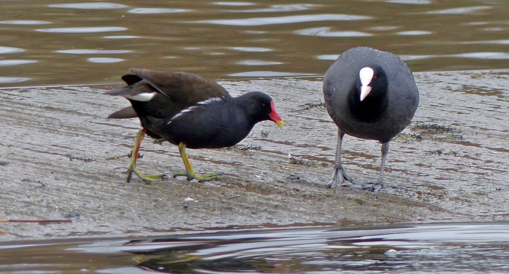  Moorhen (on left) and Coot  by susiemc