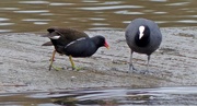 15th Feb 2017 -  Moorhen (on left) and Coot 
