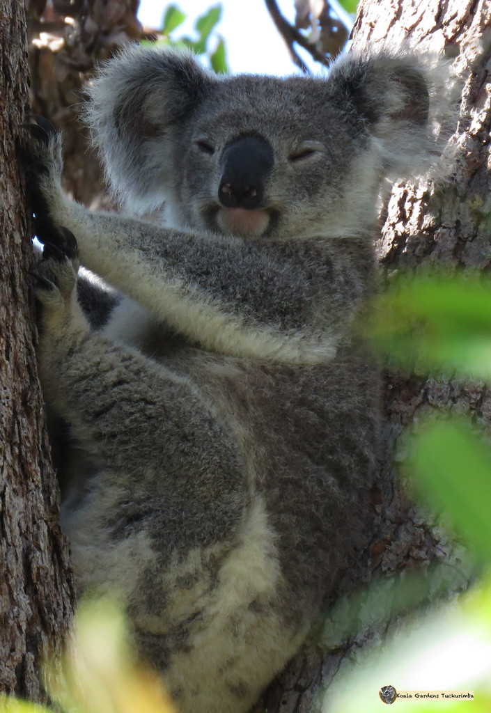koala bark by koalagardens
