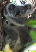 8th Feb 2017 - koala bark