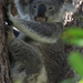 koala bark by koalagardens