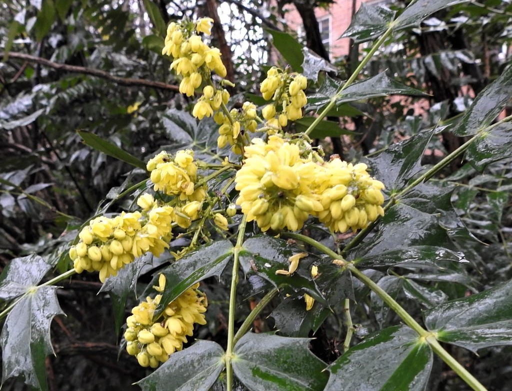 Yellow Flowers by oldjosh