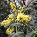 Yellow Flowers by oldjosh