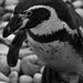 Penguin by bizziebeeme