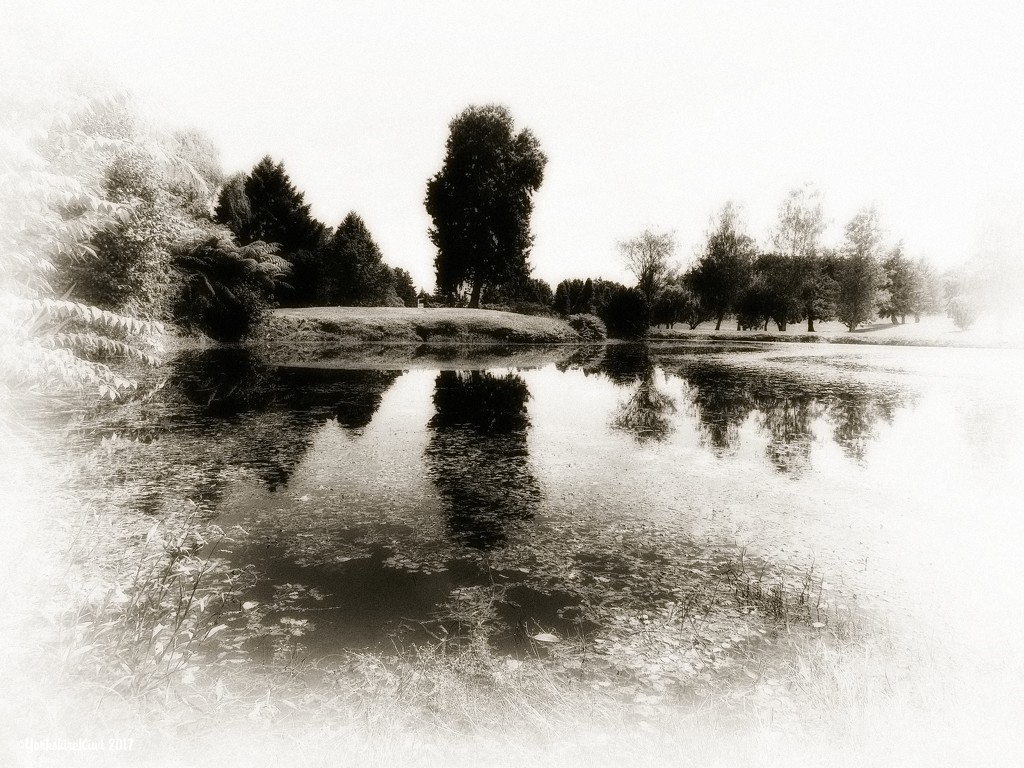 pond reflections by yorkshirekiwi
