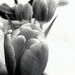 Tulips --B/W by beryl
