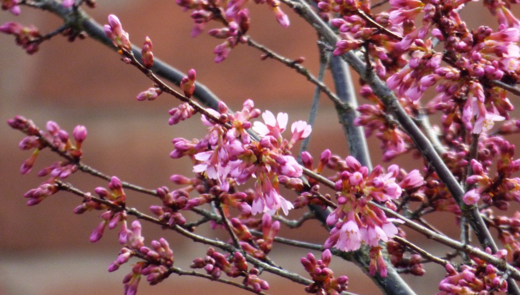 Just blooming out all over  by beryl