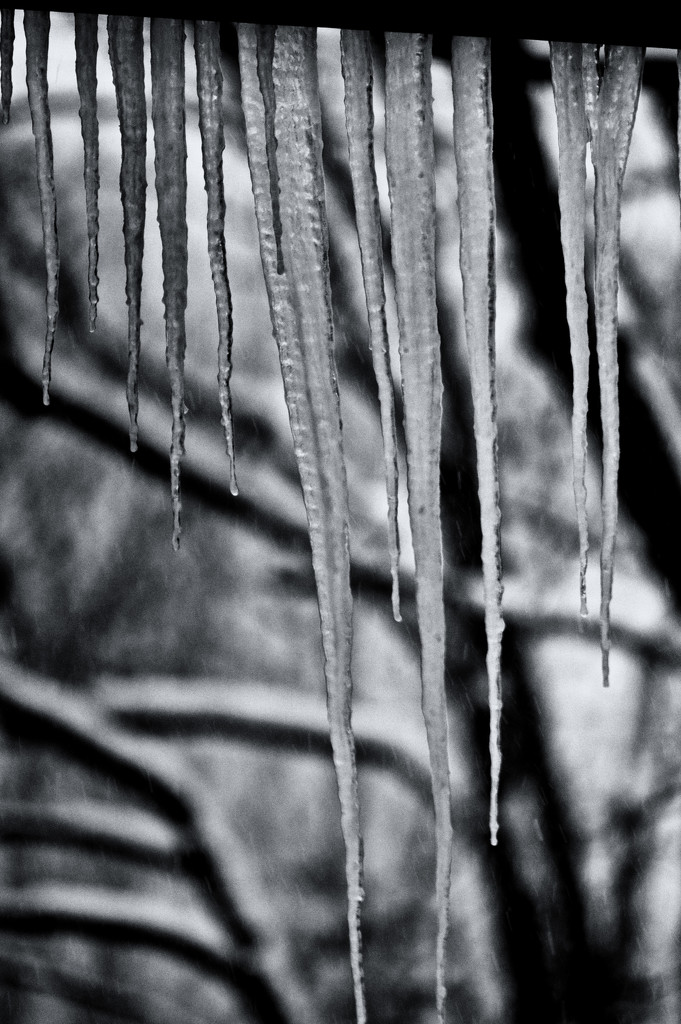 Icicles by dianen