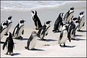 6th Feb 2016 - African Penguins