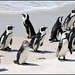 African Penguins by ubobohobo