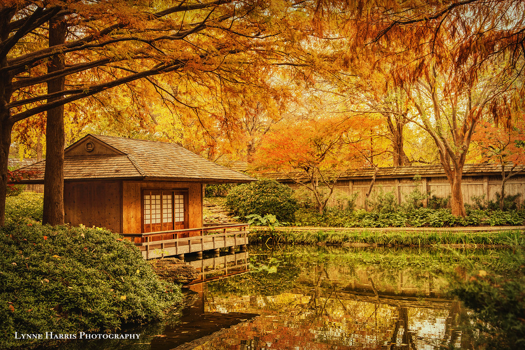 Autumn at Japanese Gardens  by lynne5477