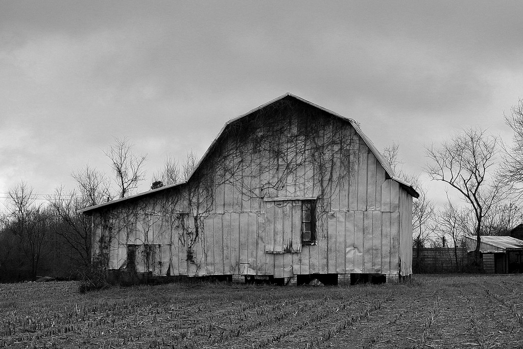Weathered barn on a rainy day by homeschoolmom
