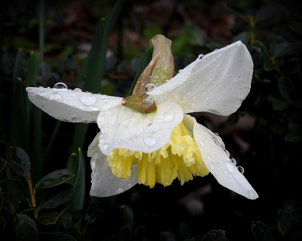 Raindrops on Daffodils by homeschoolmom