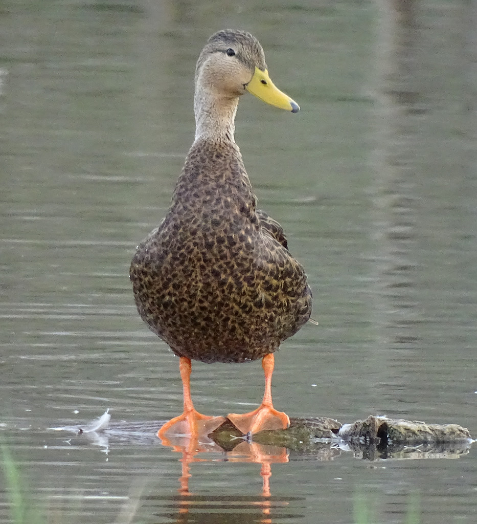 Mottled Duck, Texas by annepann