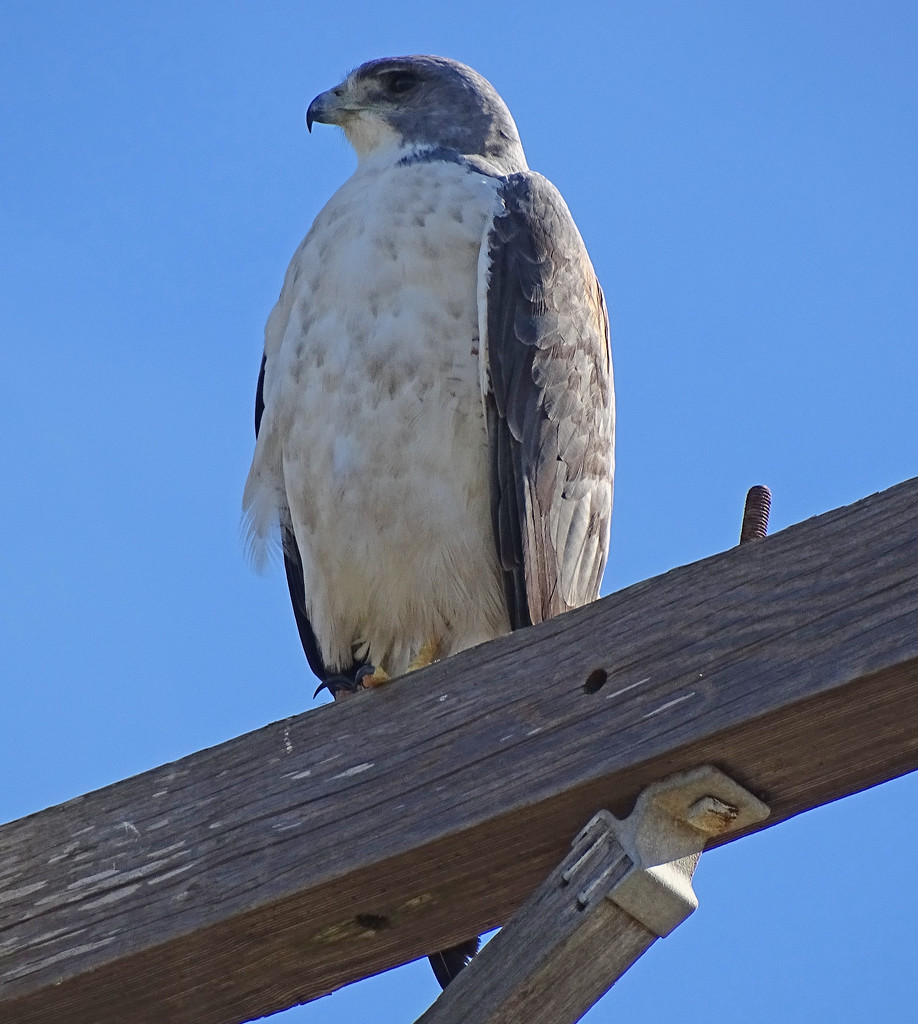 White-tailed Hawk, Texas by annepann