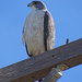 White-tailed Hawk, Texas by annepann