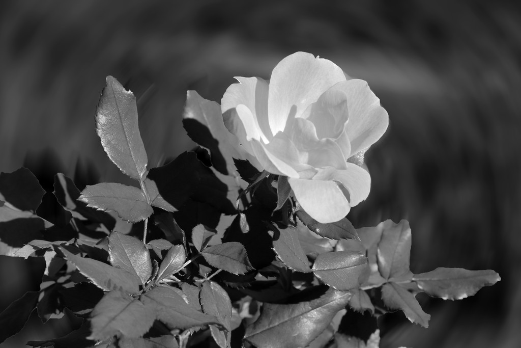 Rose by ingrid01