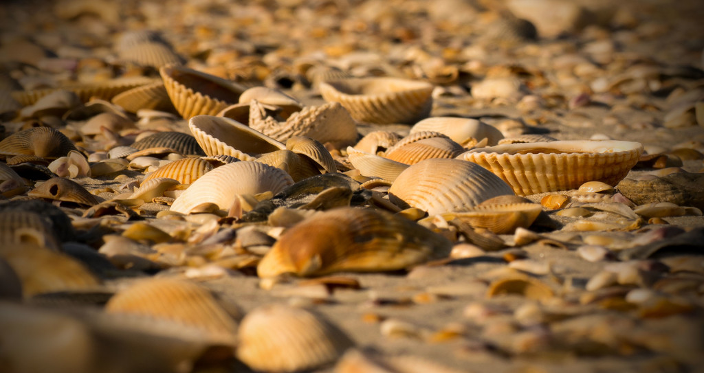 Sea Shells on the Sea Shore! by rickster549
