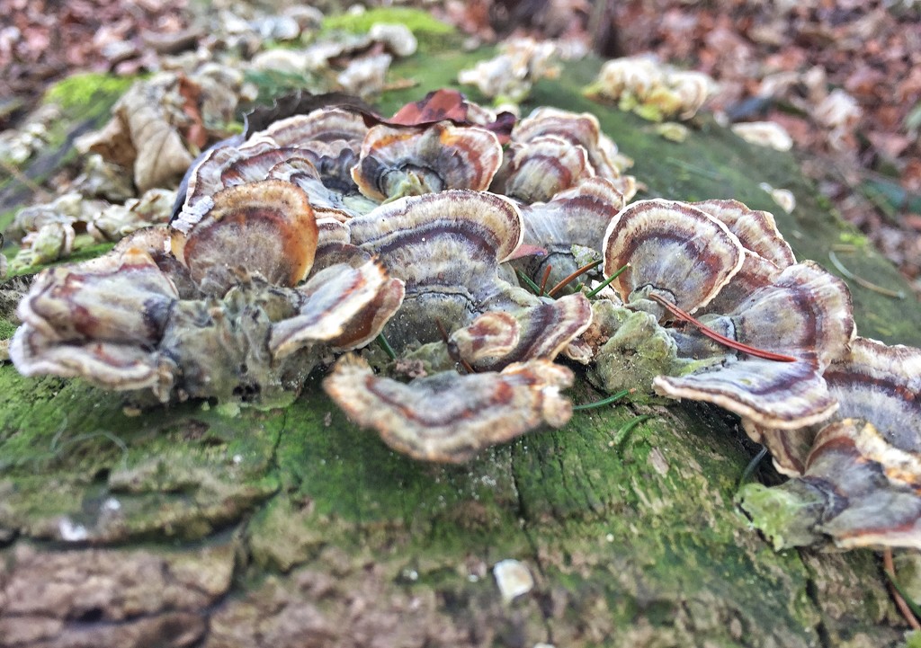 Bunch of ....mushroom ? by cocobella