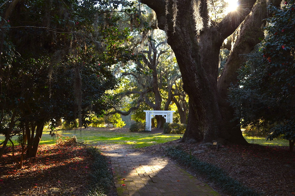 Peaceful place to visit at the state park, Charleston, SC by congaree