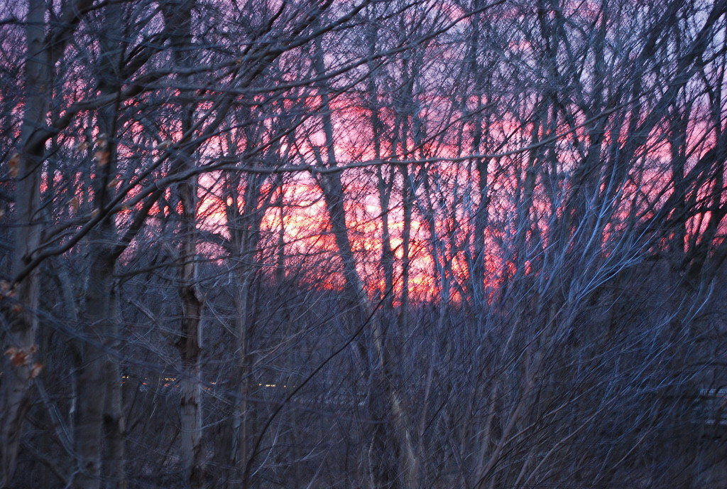 sunset thru the trees by stillmoments33