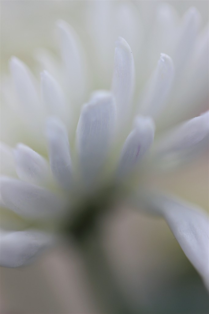 White Flower by motherjane