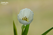 16th Feb 2017 - White tulip 2
