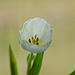 White tulip 2 by elisasaeter