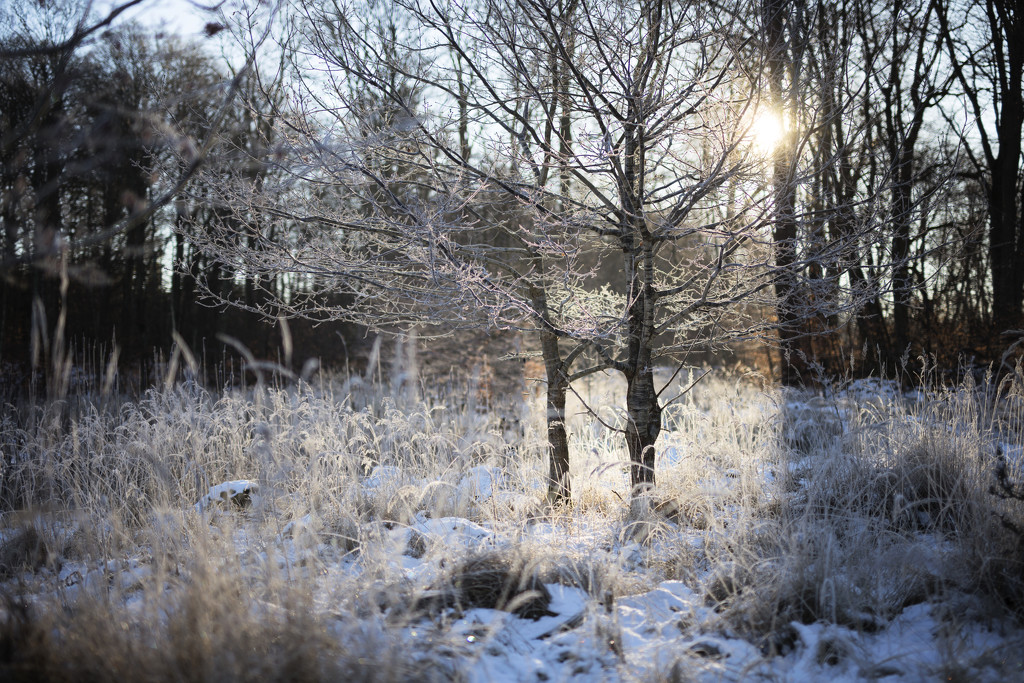 Frosty morning in our forest by lily