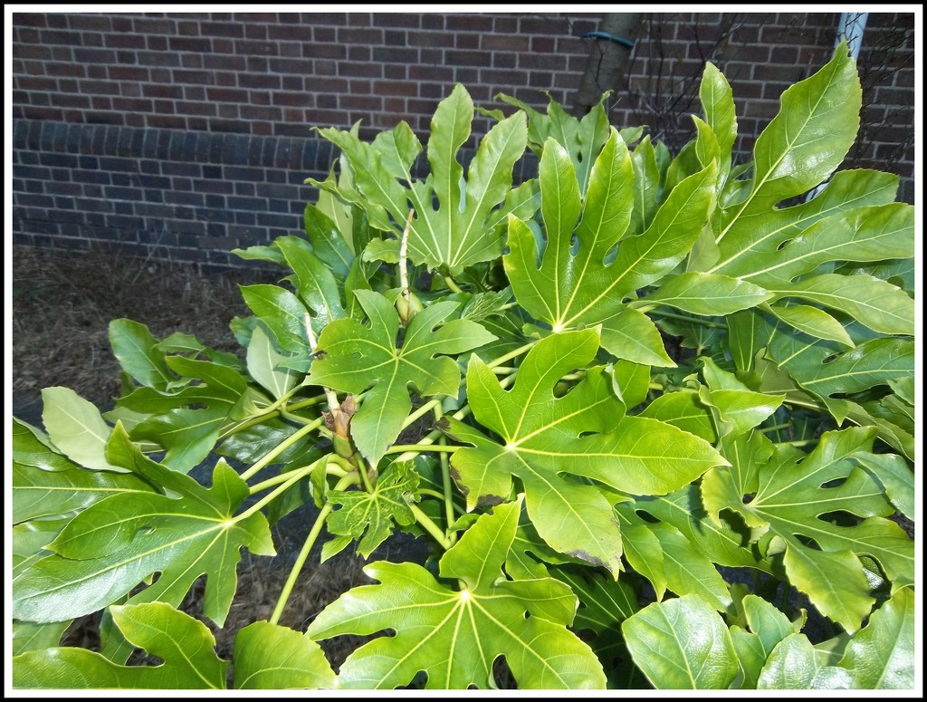 Fatsia leaves in the church garden. by grace55
